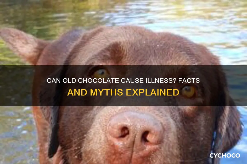 can eating old chocolate make you sick