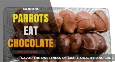 Sweet Treats for Feathered Friends: Can Eclectus Parrots Enjoy Chocolate?