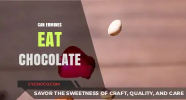 Sweet Temptations: Can Ermines Indulge in Chocolate Delights?