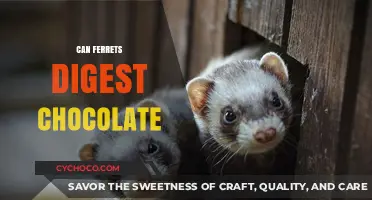 The Sweet Truth: Can Ferrets Safely Enjoy Chocolate?