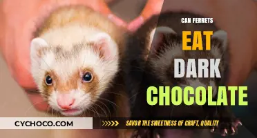 Sweet Treats for Ferrets: Dark Chocolate Dilemma