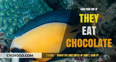 Sweet Danger: The Lethal Effects of Chocolate on Fish
