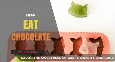 Sweet Treats for Sly Foxes: Can They Indulge in Chocolate?