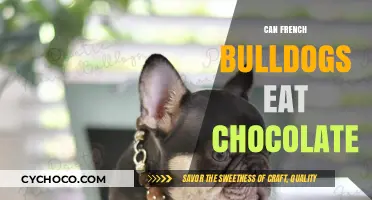 Can French Bulldogs Eat Chocolate? A Comprehensive Guide for Pet Owners