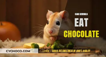 Sweet Treats for Gerbils? The Chocolate Conundrum Explored
