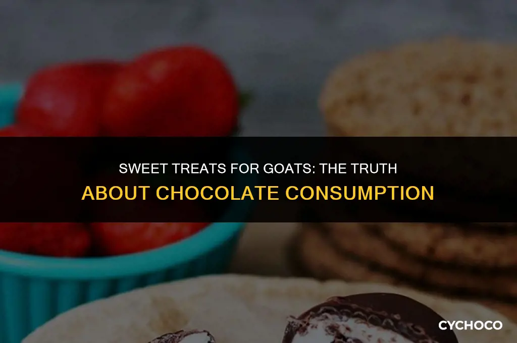 can goat eat chocolate