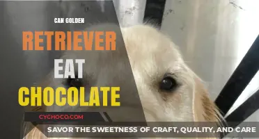 Sweet Danger: Chocolate's Toxic Effects on Golden Retrievers