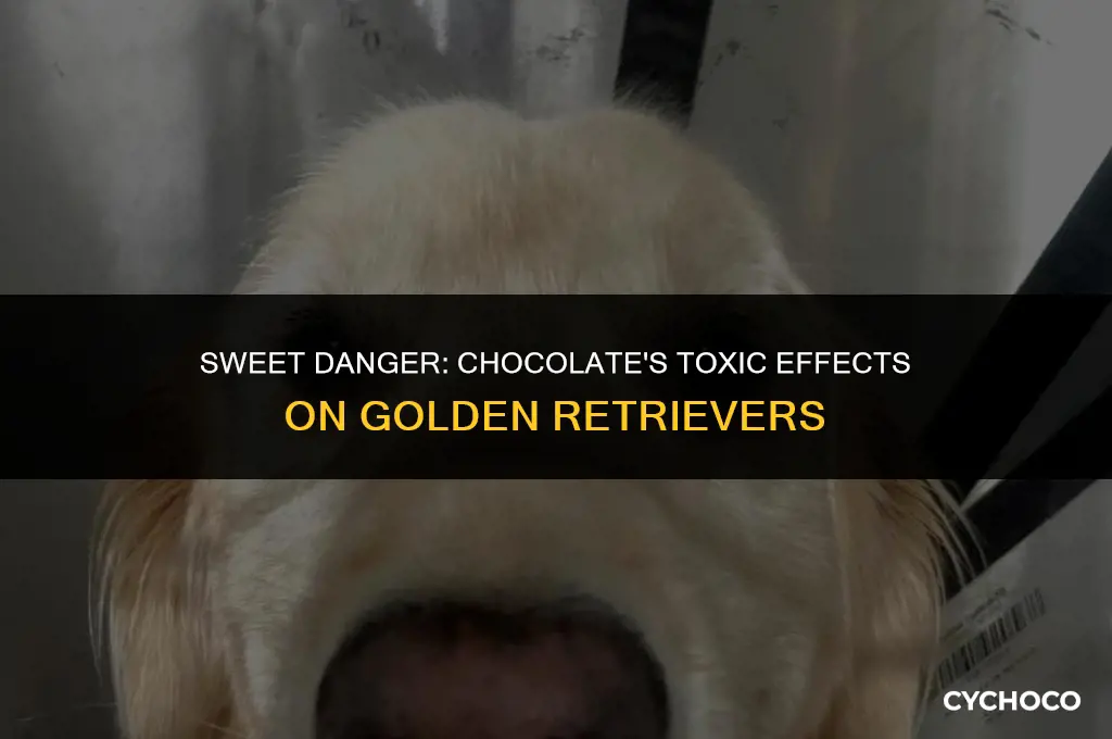can golden retriever eat chocolate