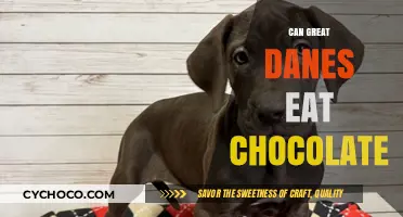 Sweet Treats for Gentle Giants: Can Great Danes Enjoy Chocolate?