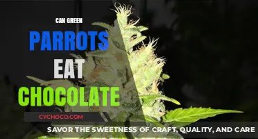 Sweet Treats for Feathered Friends: Can Green Parrots Enjoy Chocolate?