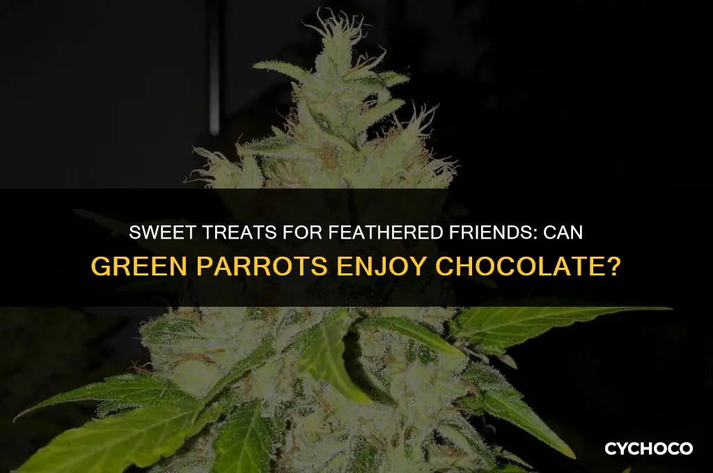 can green parrots eat chocolate