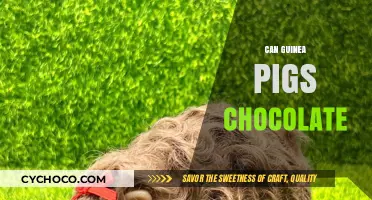 Sweet Treats for Your Furry Friends: Can Guinea Pigs Eat Chocolate?