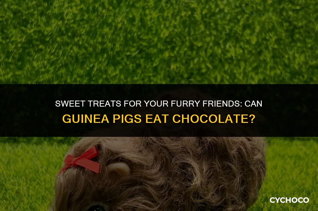 can guinea pigs chocolate