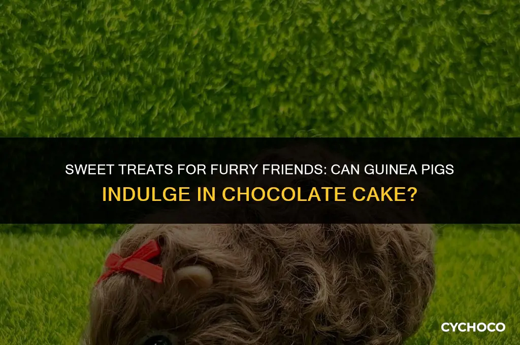 can guinea pigs eat chocolate cake