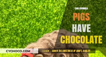 Sweet Treats for Guinea Pigs: Is Chocolate Safe?