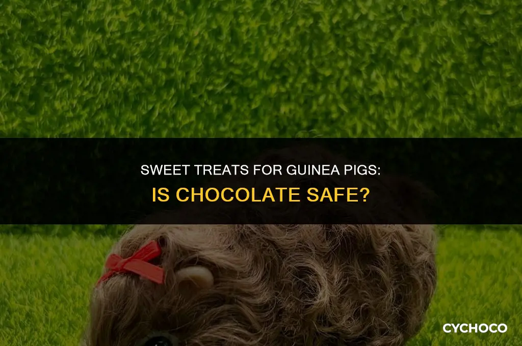 can guinnea pigs have chocolate