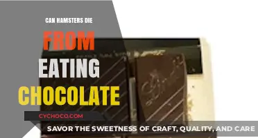 The Sweet Danger: Chocolate's Lethal Effects on Hamsters