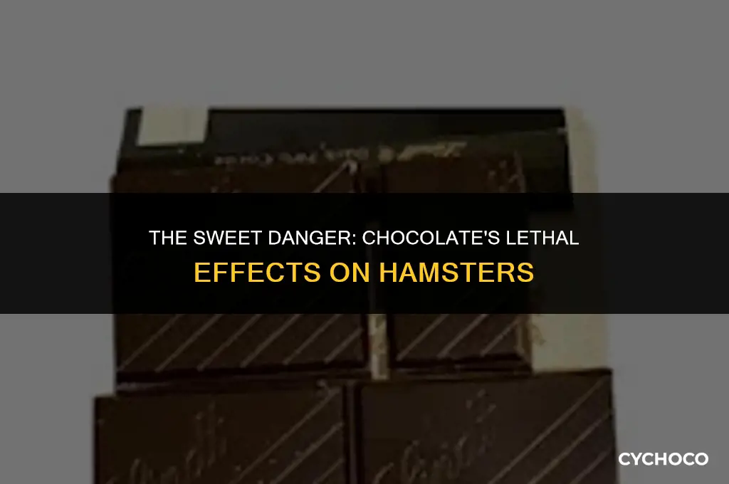 can hamsters die from eating chocolate