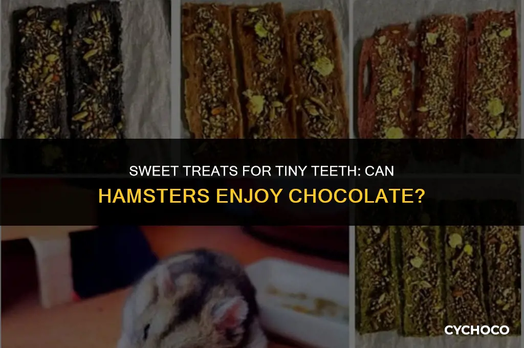 can hamsters eat chocol