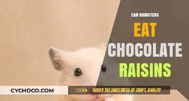 Sweet Treats for Tiny Teeth: Are Chocolate Raisins Safe for Hamsters?