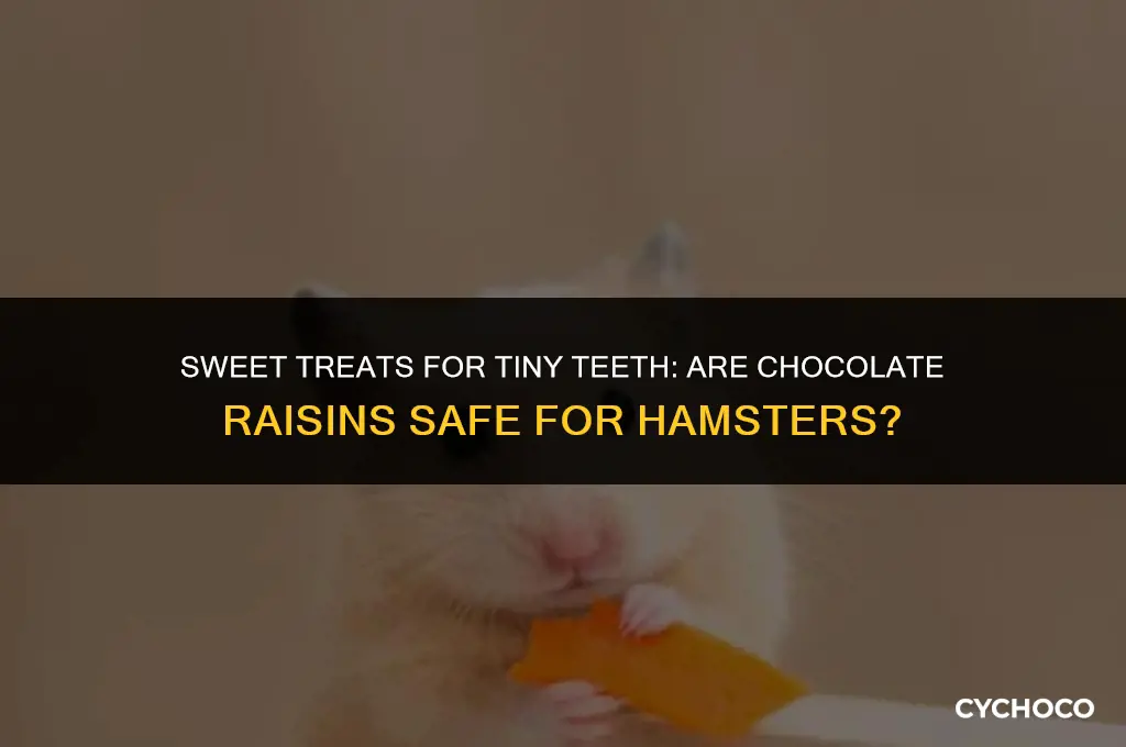 can hamsters eat chocolate raisins