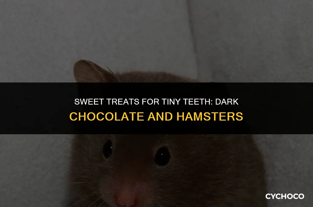 can hamsters eat dark chocolate