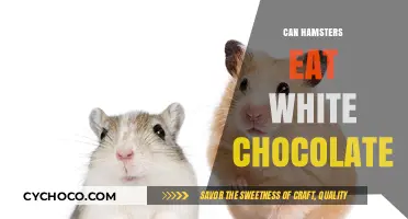 Sweet Treats for Tiny Teeth: Can Hamsters Enjoy White Chocolate?