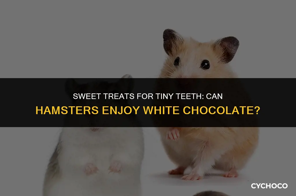 can hamsters eat white chocolate