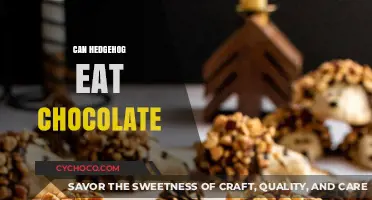 Sweet Treats for Spiky Friends: Can Hedgehogs Enjoy Chocolate?