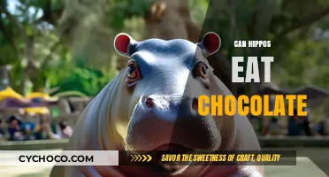 Sweet Cravings: Can Hippos Indulge in Chocolate Delights?