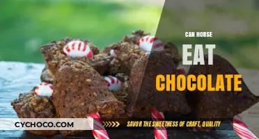 Sweet Treats for Equines? The Truth About Horses and Chocolate