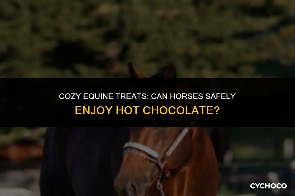 can horses have hot chocolate