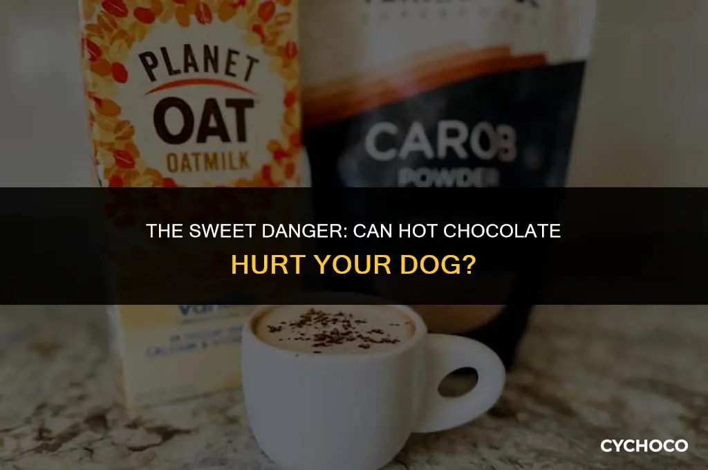 can hot chocolate hurt a dog