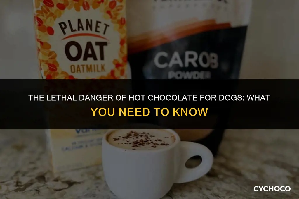 can hot chocolate kill a dog