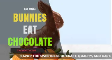 Sweet Treats for Bunnies: Is Chocolate Safe for House Rabbits?