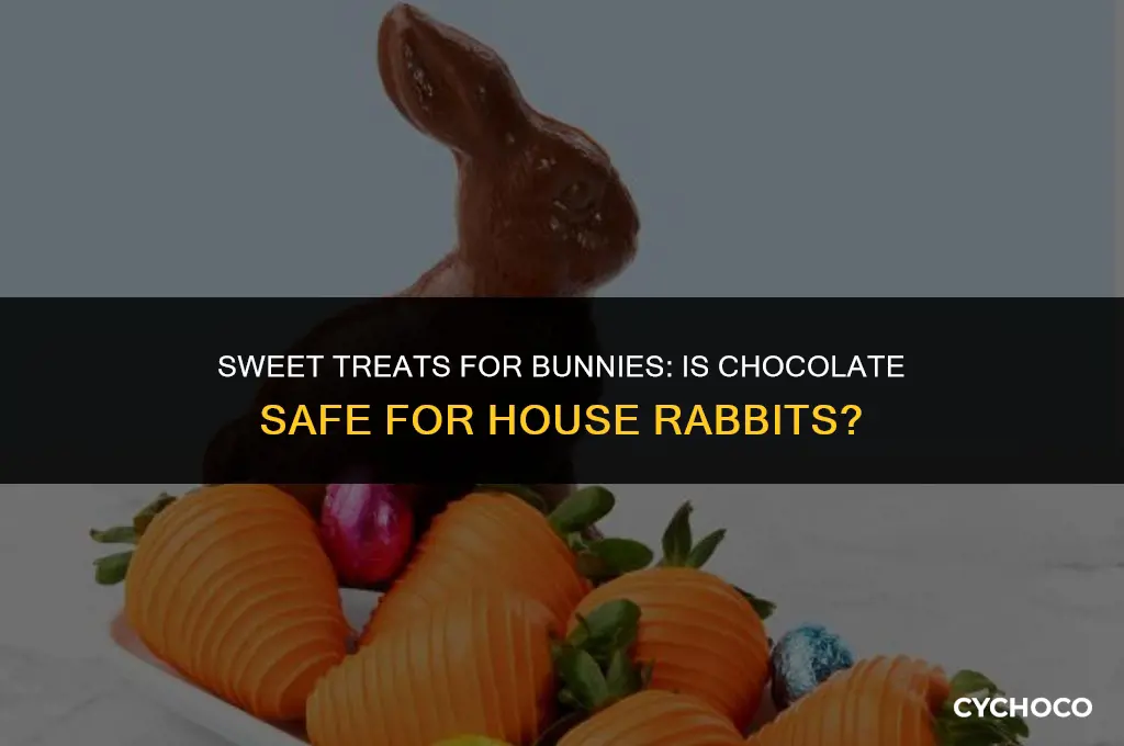 can house bunnies eat chocolate