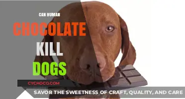 The Sweet Deception: Can Human Chocolate Really Kill Dogs?