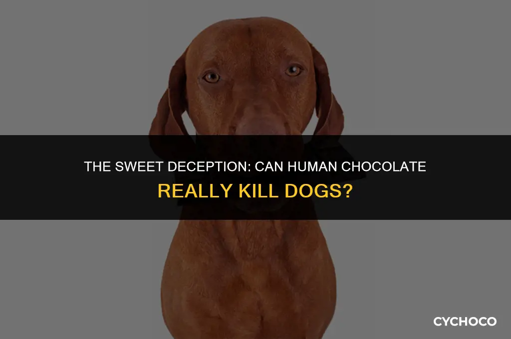 can human chocolate kill dogs