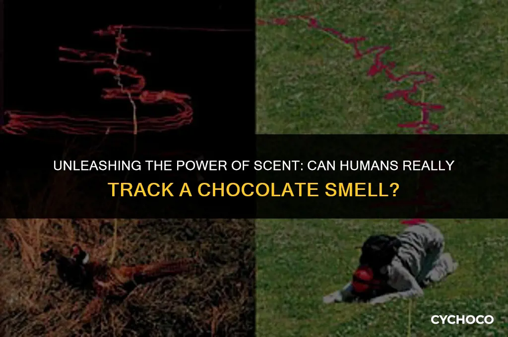 can humans track a chocolate smell