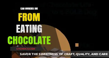 The Sweet Danger: Chocolate Toxicity in Huskies Explained