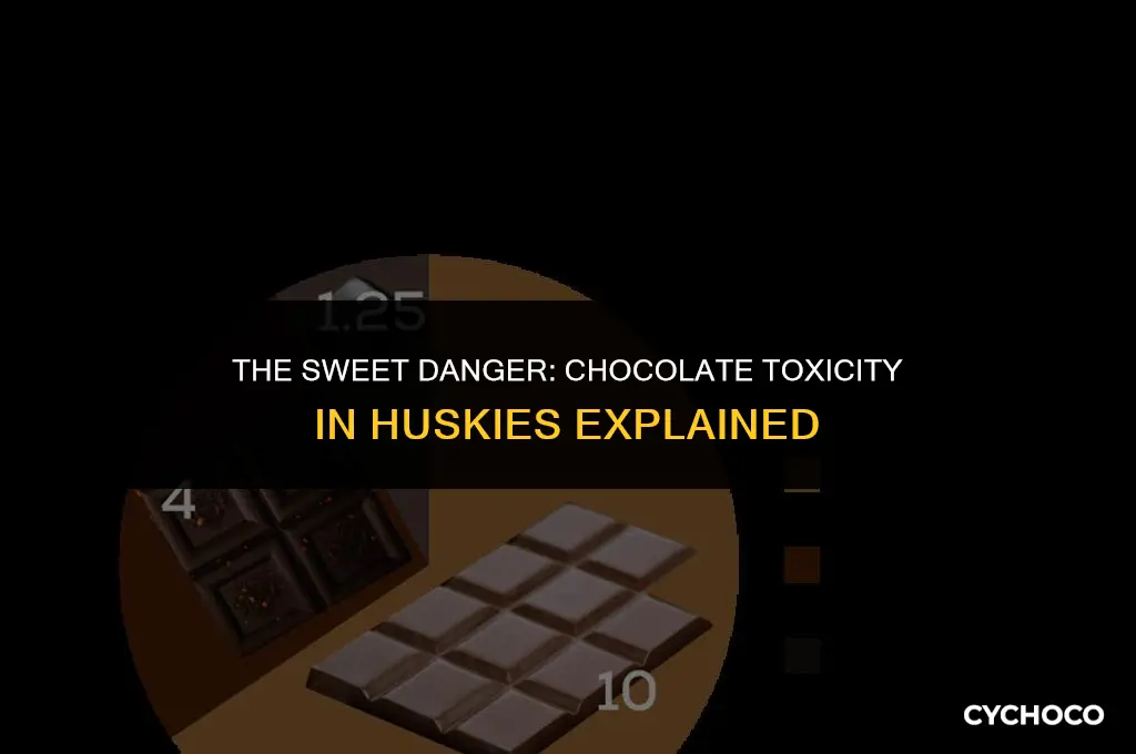 can huskies die from eating chocolate
