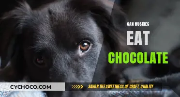 Sweet Danger: The Truth About Huskies and Chocolate Consumption