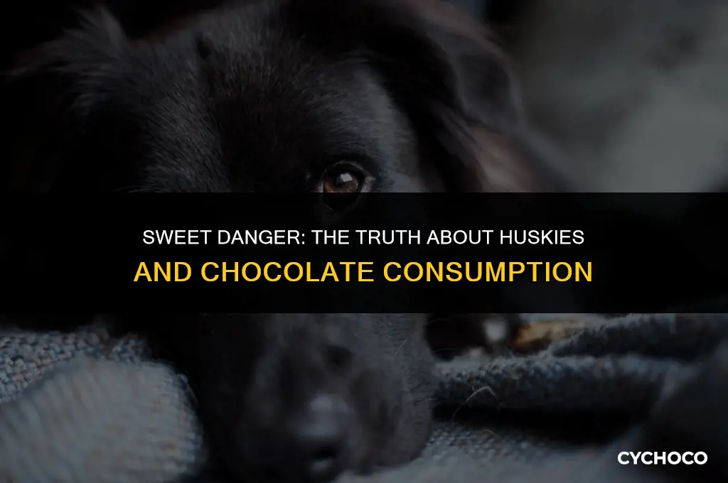 can huskies eat chocolate