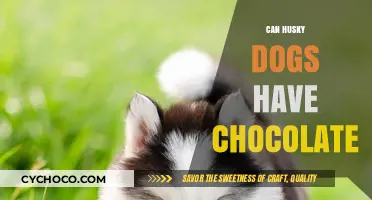 Sweet Temptations: The Truth About Huskies and Chocolate