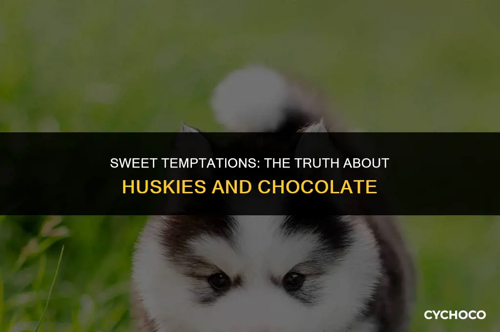 can husky dogs have chocolate
