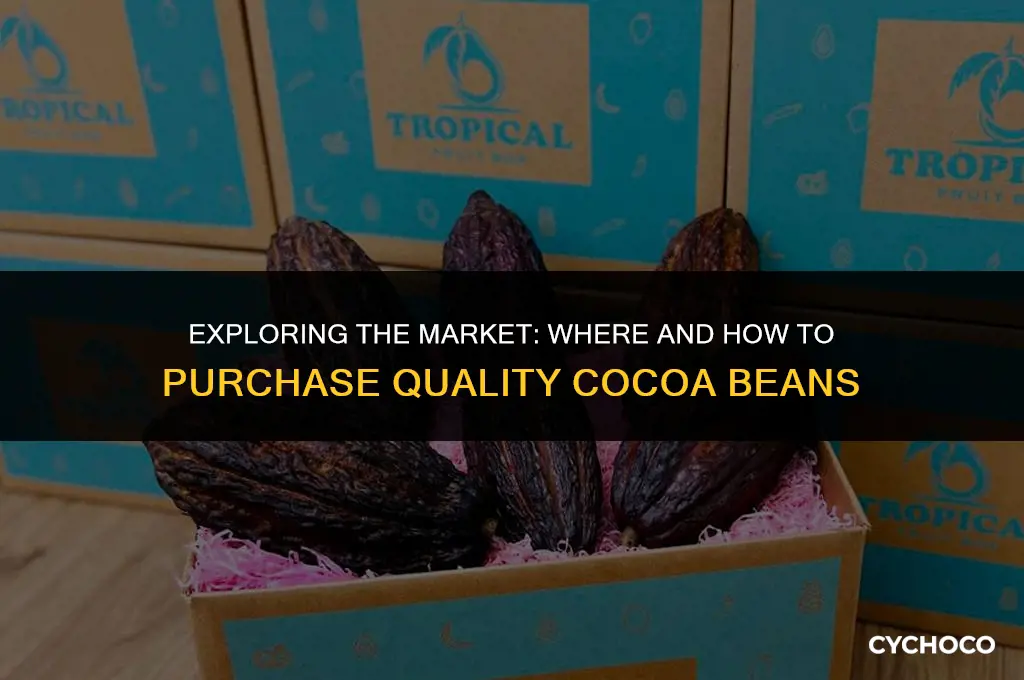 can i buy cocoa beans
