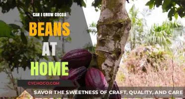 Cultivating Cocoa Beans at Home: A Beginner's Guide