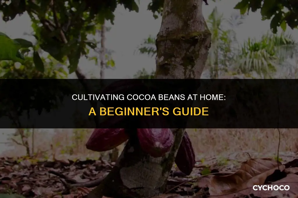 can i grow cocoa beans at home