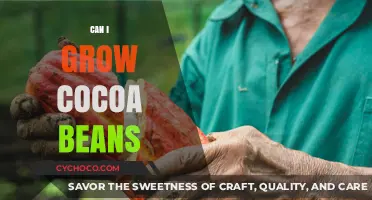 Growing Cocoa Beans at Home: A Beginner's Guide to Cultivation