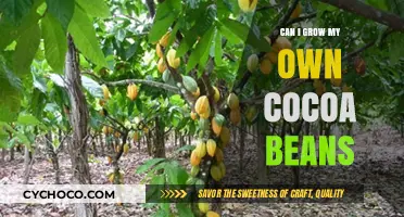 From Plant to Chocolate: Can You Really Grow Your Own Cocoa Beans?